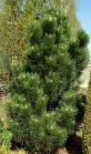 Сосна черная GREEN ROCKET