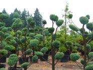 Кипарисовик горохоплодный Squarrosa