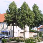 Липа мелколистная BOEHLJE