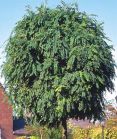 Акация белая UMBRACULIFERA