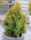 Туя западная  GOLDEN ANNE