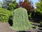 Европейская Pendula