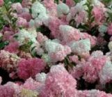 Гортензия метельчатая "Ванила Фрэйз" Н40-60 С5