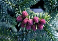 Испанская Glauca