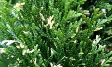Туя западная VARIEGATA