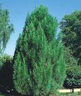 Сосна черная PYRAMIDALIS Сосна черная PYRAMIDALIS